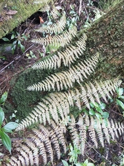 Dryopteris paleolata