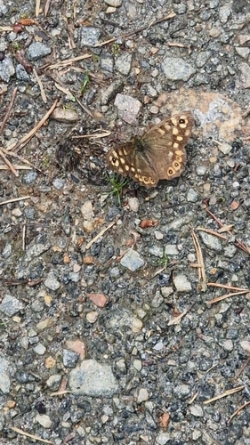 Speckled Wood