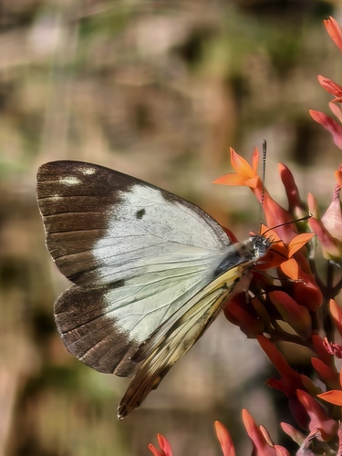 Southern African Caper White