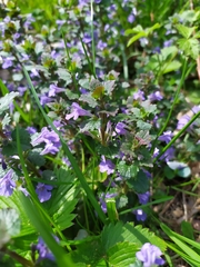 Glechoma hederacea