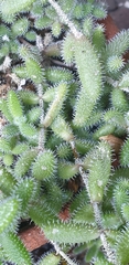 Delosperma echinatum