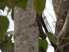 Heliosciurus rufobrachium