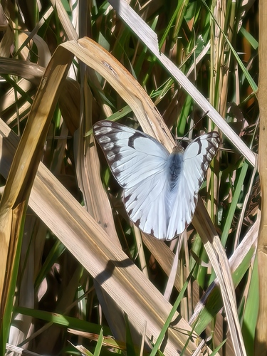 Eastern Pointed Caper White