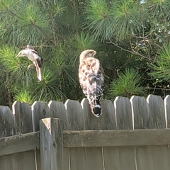 Red-shouldered Hawk