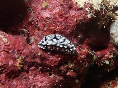 Phyllidiopsis