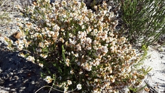 Orophanes