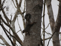 Heliosciurus rufobrachium