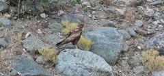 Long-legged Buzzard