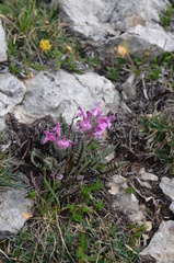 Pedicularis rosea