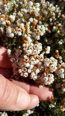 Orophanes