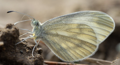 Leptidea