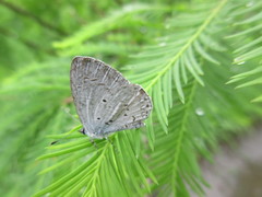 Celastrina lavendularis himilcon