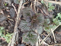 Urtica platyphylla