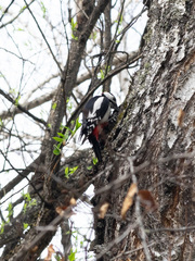 Dendrocopos major