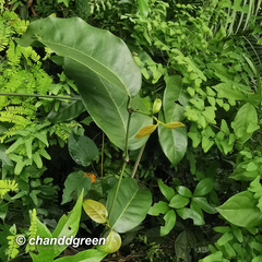 Gnetum luofuense