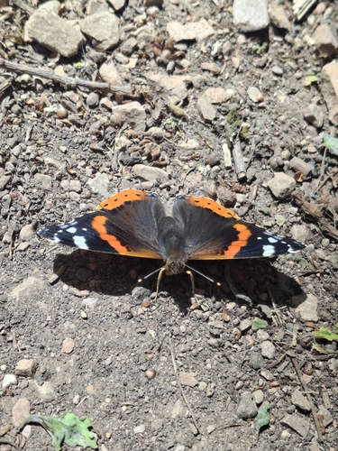 Red Admiral
