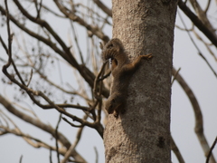 Heliosciurus rufobrachium