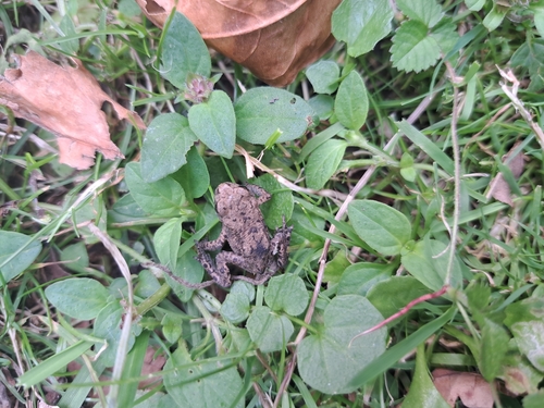 European Toad