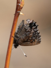 Ahlbergia frivaldszkyi