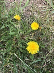 Taraxacum