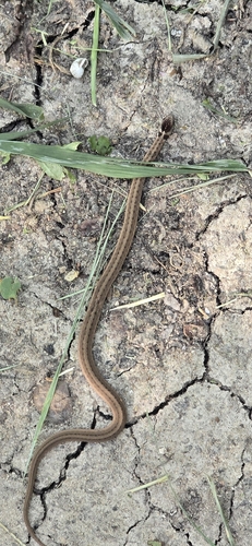DeKay's Brownsnake