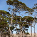 Eucalyptus leucoxylon petiolaris - Photo (c) Dean Nicolle,  זכויות יוצרים חלקיות (CC BY-NC), הועלה על ידי Dean Nicolle