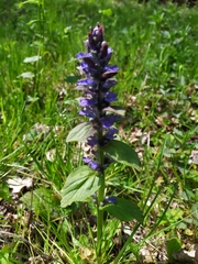 Ajuga reptans