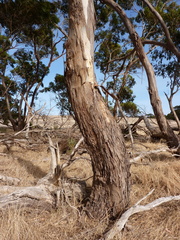 Eucalyptus petiolaris