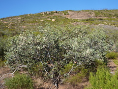 Eucalyptus cretata