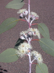 Eucalyptus cretata