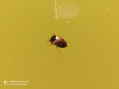 Hydroporus tessellatus