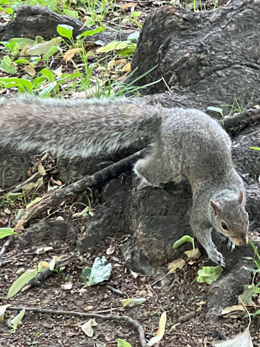 Eastern Gray Squirrel