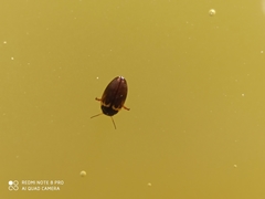 Hydroporus tessellatus