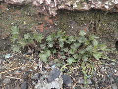 Urtica platyphylla
