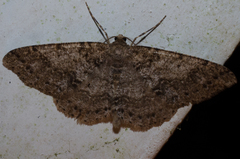 Melanolophia imitata