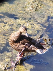 Mallard