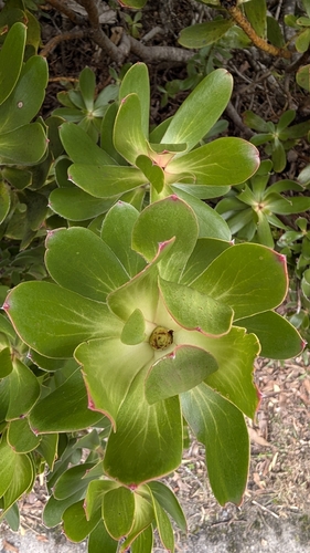 Peninsula Conebush