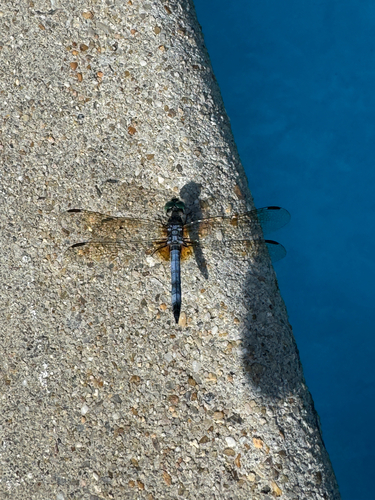 Blue Dasher