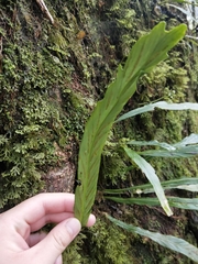 Asplenium ensiforme