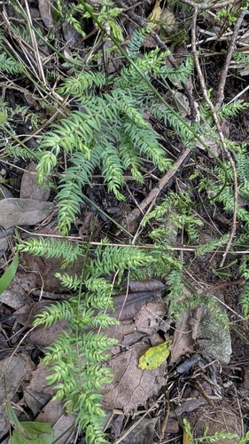 Climbing asparagus