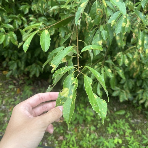 Cystotheca wrightii observed 2026-06-21