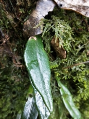 Lemmaphyllum diversum