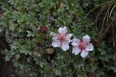 Potentilla nitida
