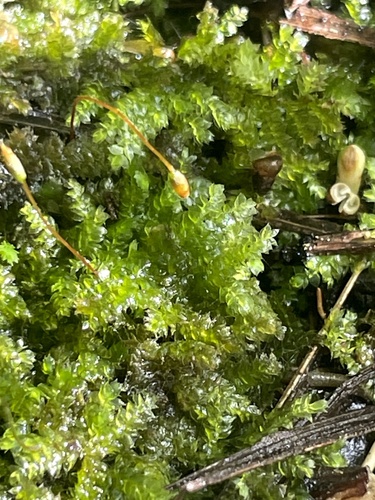 Vesicularia observed 2026-06-27