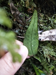 Lemmaphyllum diversum