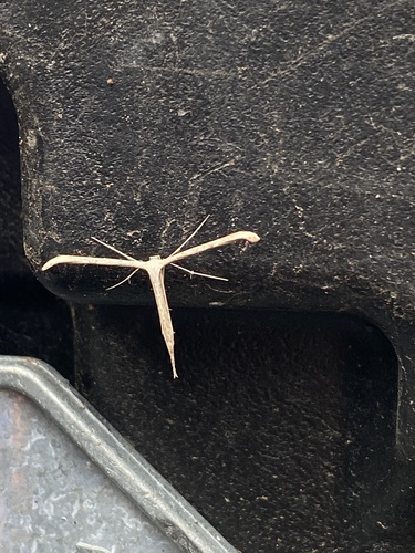 Morning-glory Plume Moth