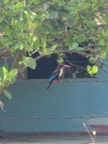 White-throated Kingfisher