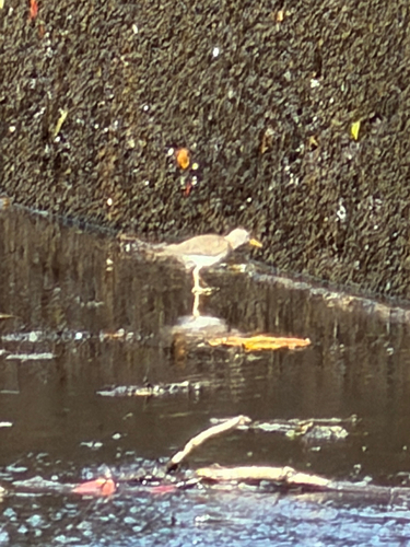 Spotted Sandpiper