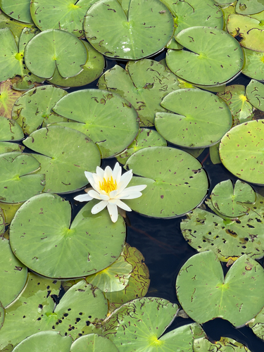 American white waterlily