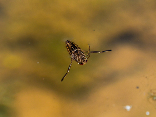 Notonecta triguttata